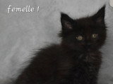 4 chatons Maine Coon à réserver (non LOOF)