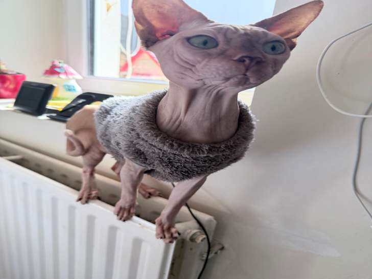 Chat Sphynx à vendre