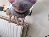 Chat Sphynx à vendre
