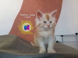 3 Chatons Maine Coon LOOF Réservation Portée