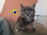 3 Chatons Maine Coon LOOF Réservation Portée