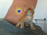 3 Chatons Maine Coon LOOF Réservation Portée