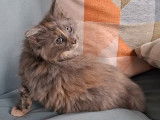 Chatonne Maine Coon LOOF à vendre