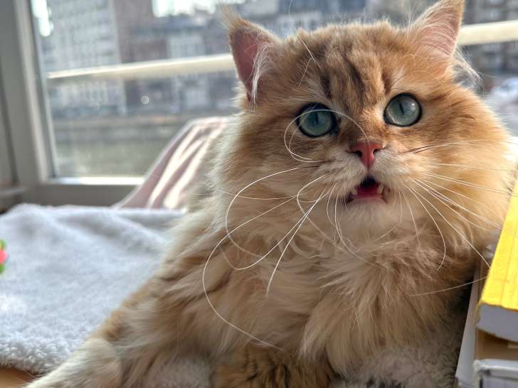 Cookie, chat adulte British Longhair à vendre