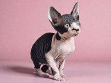 Femelle Sphynx Bonané Chaton LOOF Disponible pour Réservation