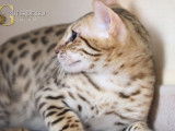 Mâle Bengal Apache Brown Spotted Chaton LOOF Disponible