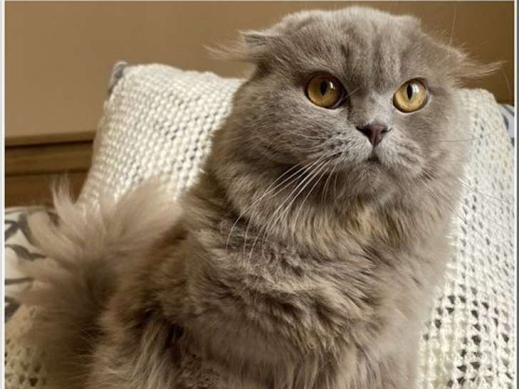 Femelle Highland Straight Blue Tortie Chaton LOOF Disponible