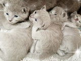 Chatons Bleu Russe LOOF à vendre