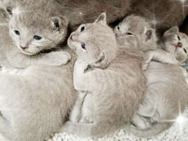 Chatons Bleu Russe LOOF à vendre