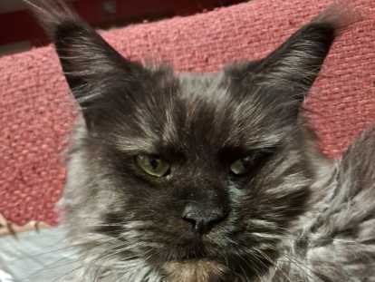 Chatte Maine Coon LOOF disponible