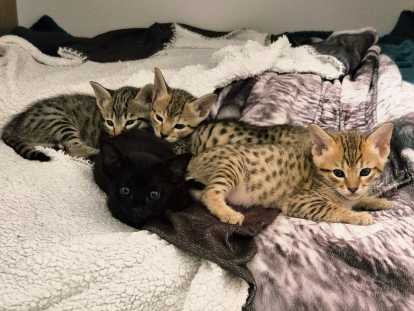 Chatons Savannah F7 SBT disponibles à la réservation.