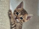 Chatons Savannah F7 SBT disponibles à la réservation.
