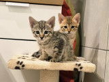 Chatons Savannah F7 SBT disponibles à la réservation.