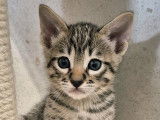 Chatons Savannah F7 SBT disponibles à la réservation.