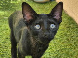 Bagheera