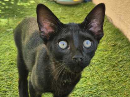 Bagheera