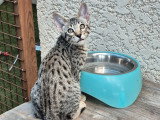 Berlioz