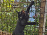 Bagheera