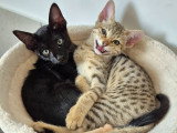 Bagheera et Bomi