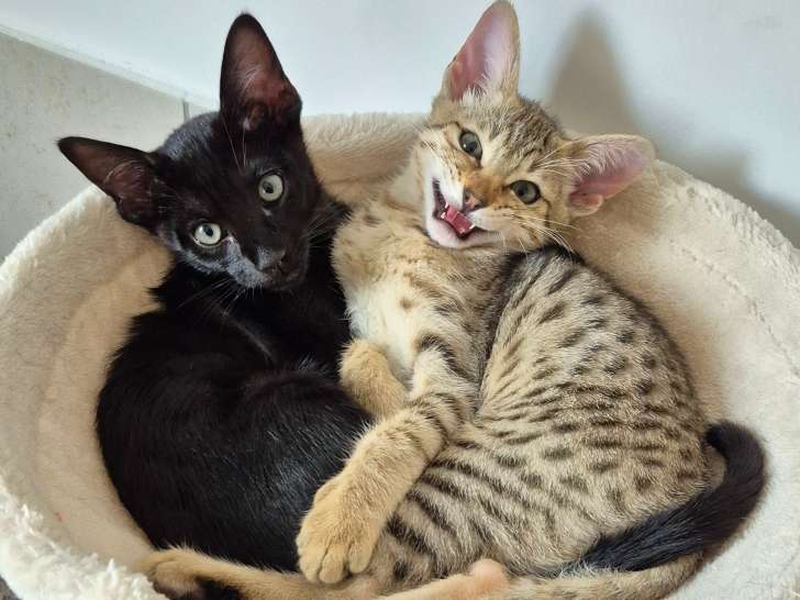 Bagheera et Bomi