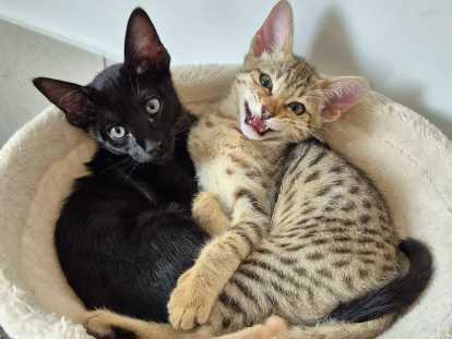 Bagheera et Bomi