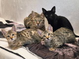 Salem et ses petits