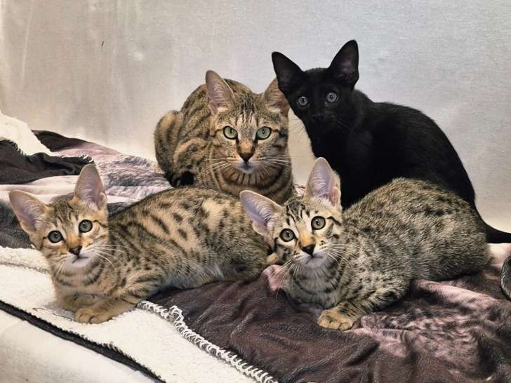 Salem et ses petits