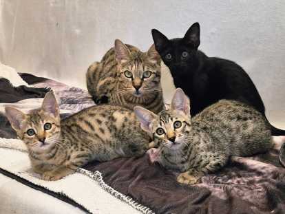 Salem et ses petits