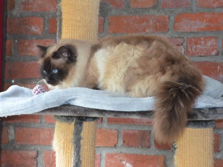 Mâle Sacré de Birmanie LOOF pour saillie, seal point, disponible dès maintenant