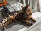 À vendre, une femelle Bengal de 9 mois