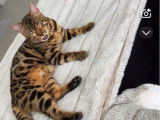 À vendre, une femelle Bengal de 9 mois