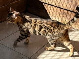 À vendre, une femelle Bengal de 9 mois