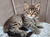 Réservation ouverte pour un chaton mâle Maine Coon LOOF, né le 26 janvier 2026