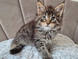 Réservation ouverte pour un chaton mâle Maine Coon LOOF, né le 26 janvier 2026