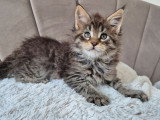 Réservation ouverte pour un chaton mâle Maine Coon LOOF, né le 26 janvier 2026