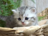 2 chatons British Shorthair LOOF à réserver, black silver et black golden, nés en février 2026