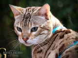 Splendide mâle Bengal LOOF seal mink spotted tabby, adulte, à vendre