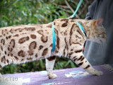 Splendide mâle Bengal LOOF seal mink spotted tabby, adulte, à vendre