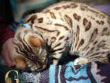 Splendide mâle Bengal LOOF seal mink spotted tabby, adulte, à vendre