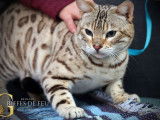 Splendide mâle Bengal LOOF seal mink spotted tabby, adulte, à vendre