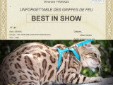 Splendide mâle Bengal LOOF seal mink spotted tabby, adulte, à vendre