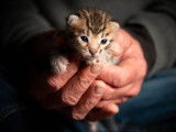 Un chaton mâle Bengal LOOF brown rosetted tabby à réserver, né en mars 2026