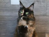 Femelle Maine Coon LOOF adulte black tortie, 2 ans, foyer calme recherché