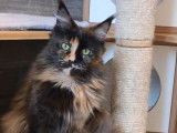 Femelle Maine Coon LOOF adulte black tortie, 2 ans, foyer calme recherché