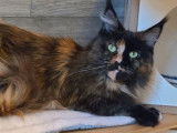Femelle Maine Coon LOOF adulte black tortie, 2 ans, foyer calme recherché
