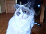À réserver, une femelle Ragdoll LOOF Blue Point avec blanc, née en février 2026