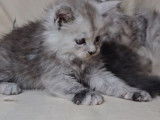 Chatons Maine Coon LOOF à réserver
