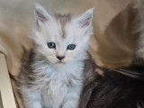 Chatons Maine Coon LOOF à réserver