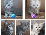 Chatons Maine Coon LOOF à réserver