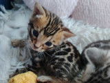 Bounty – Un chaton mâle Bengal LOOF à réserver, dernier disponible de sa portée